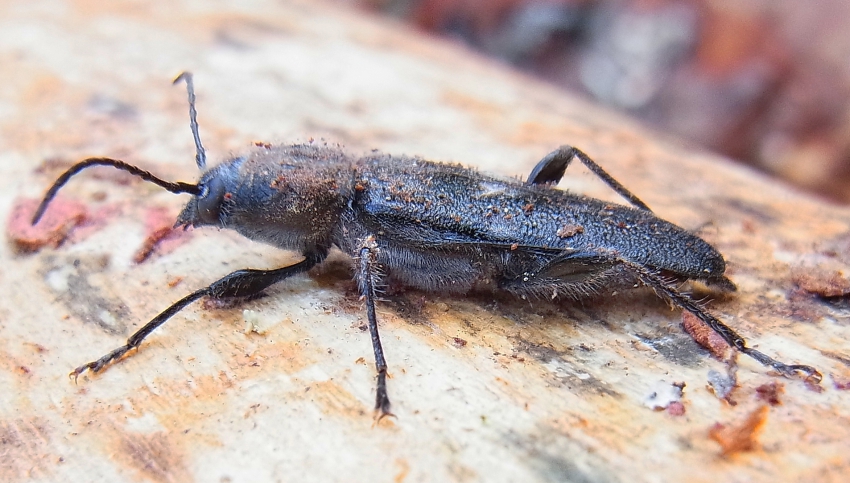 Carcoma grande o Polilla de la madera