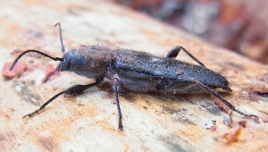 Carcoma grande o Polilla de la madera