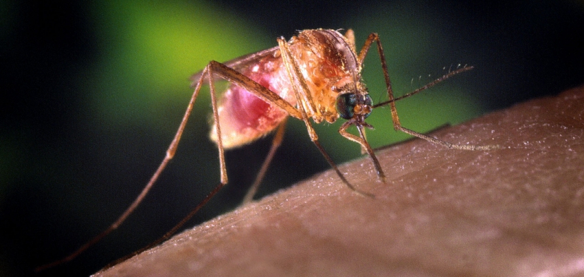 Mosquito Com&uacute;n (culex quinquefasciatus)