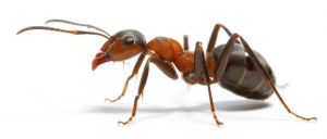 Hormiga Fara&oacute;n (Monomorium pharaonis)