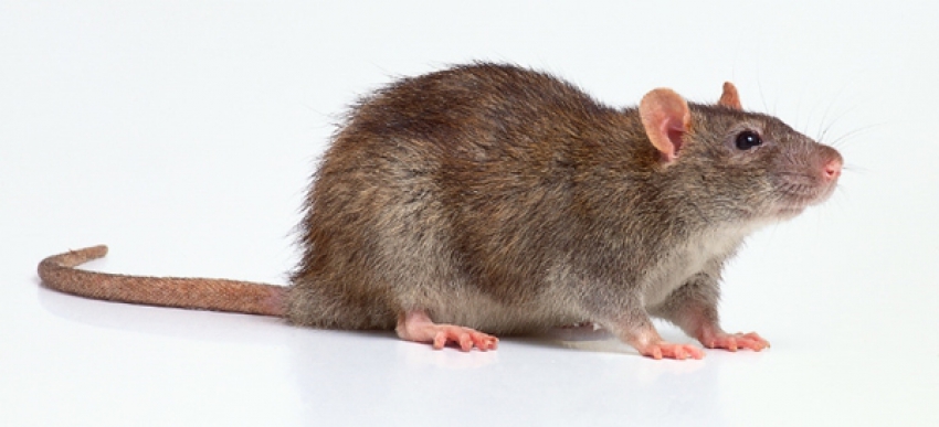 Rata Dom&eacute;stica