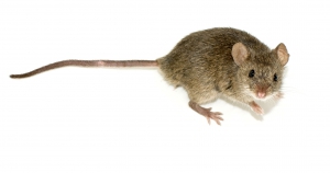 Rat&oacute;n Dom&eacute;stico