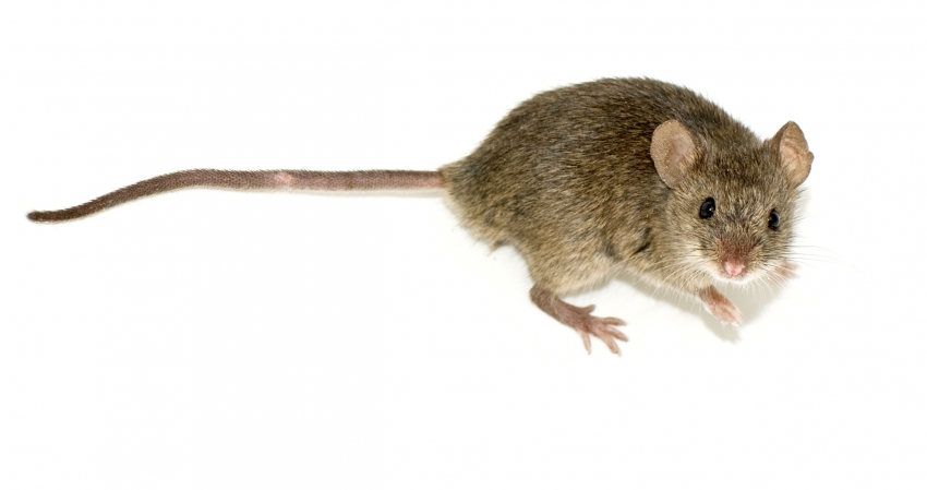Rat&oacute;n Dom&eacute;stico