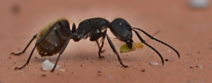 Hormiga Loca (Camponutus)