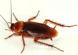 Cucaracha americana o cucaracha roja (Periplaneta americana) 