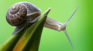 Caracoles