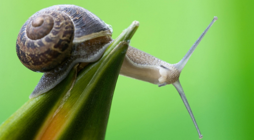 Caracoles