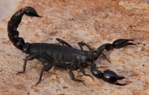 Escorpi&oacute;n negro