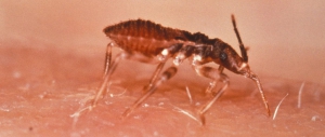 Vinchuca (Triatoma infestans)