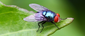 Mosca Met&aacute;lica (Calliphoridae)