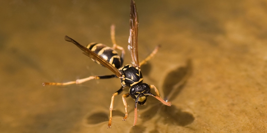 Avispa cartonera