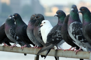 Palomas