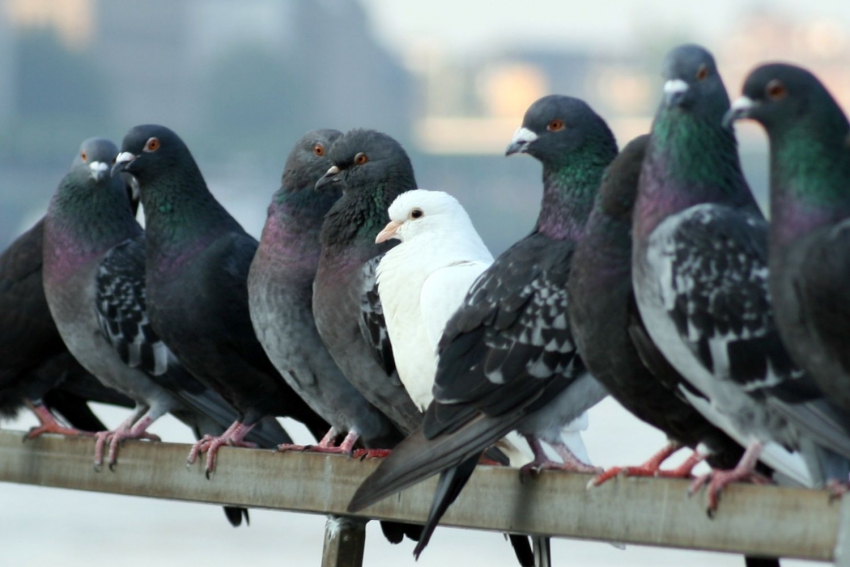 Palomas