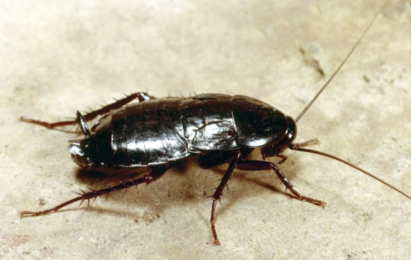 Cucaracha negra, oriental, com&uacute;n o del Viejo Mundo (Blatta orientalis) 