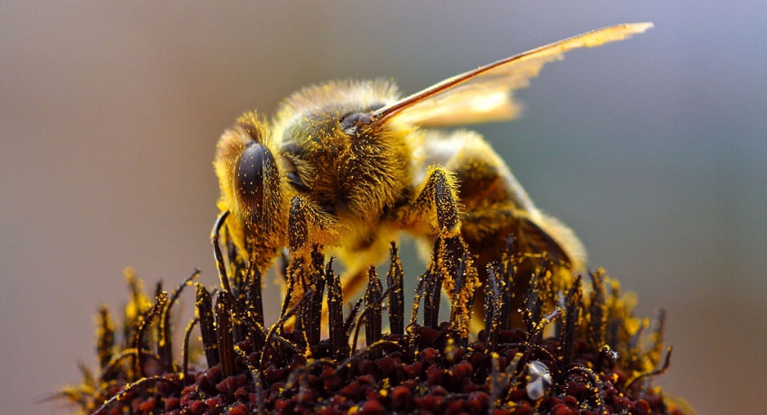 Abeja Dom&eacute;stica (apis mellisphera)