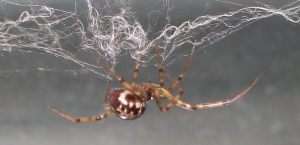 Ara&ntilde;a casera com&uacute;n