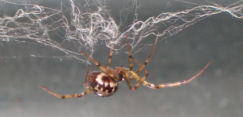 Ara&ntilde;a casera com&uacute;n