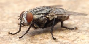 Mosca Dom&eacute;stica o com&uacute;n