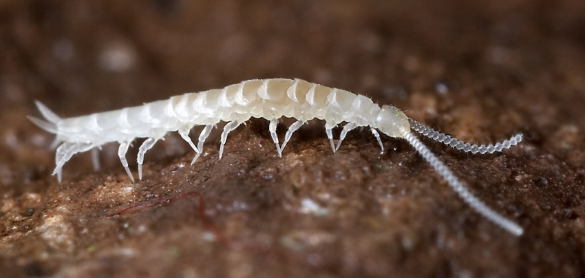 Cienpi&eacute;s (Symphyla)